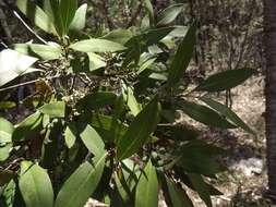 Image de Notelaea punctata R. Br.