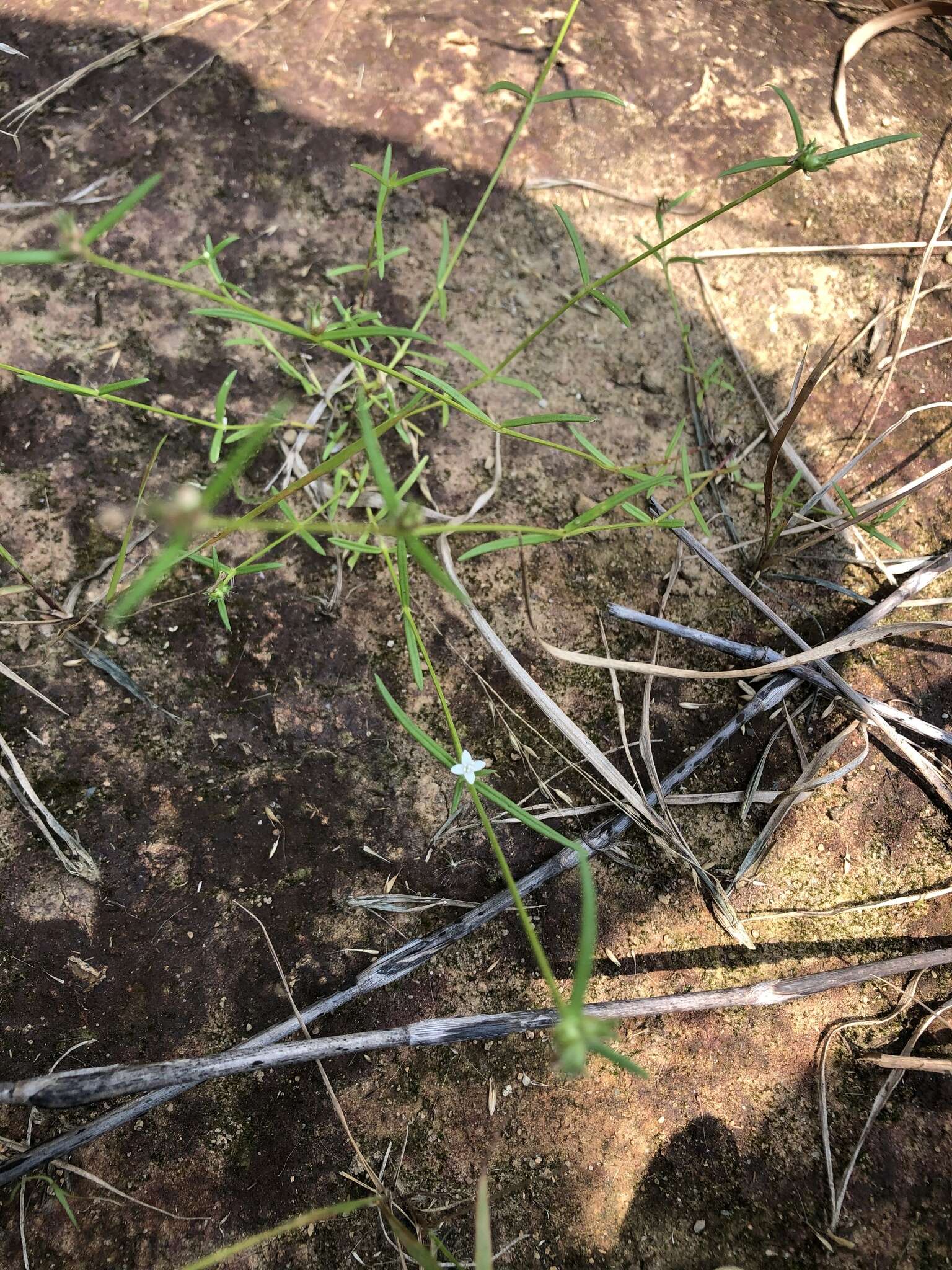 Image of Scleromitrion pinifolium (Wall. ex G. Don) R. J. Wang