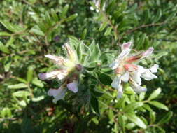 Image of hairy canary-clover