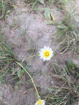 Image of Taraxacum leucanthum (Ledeb.) Ledeb.