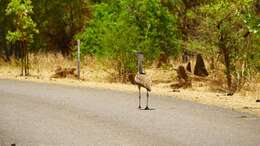 Image of Australian Bustard