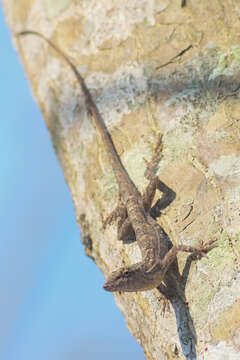 Imagem de Anolis unilobatus Köhler & Vesely 2010