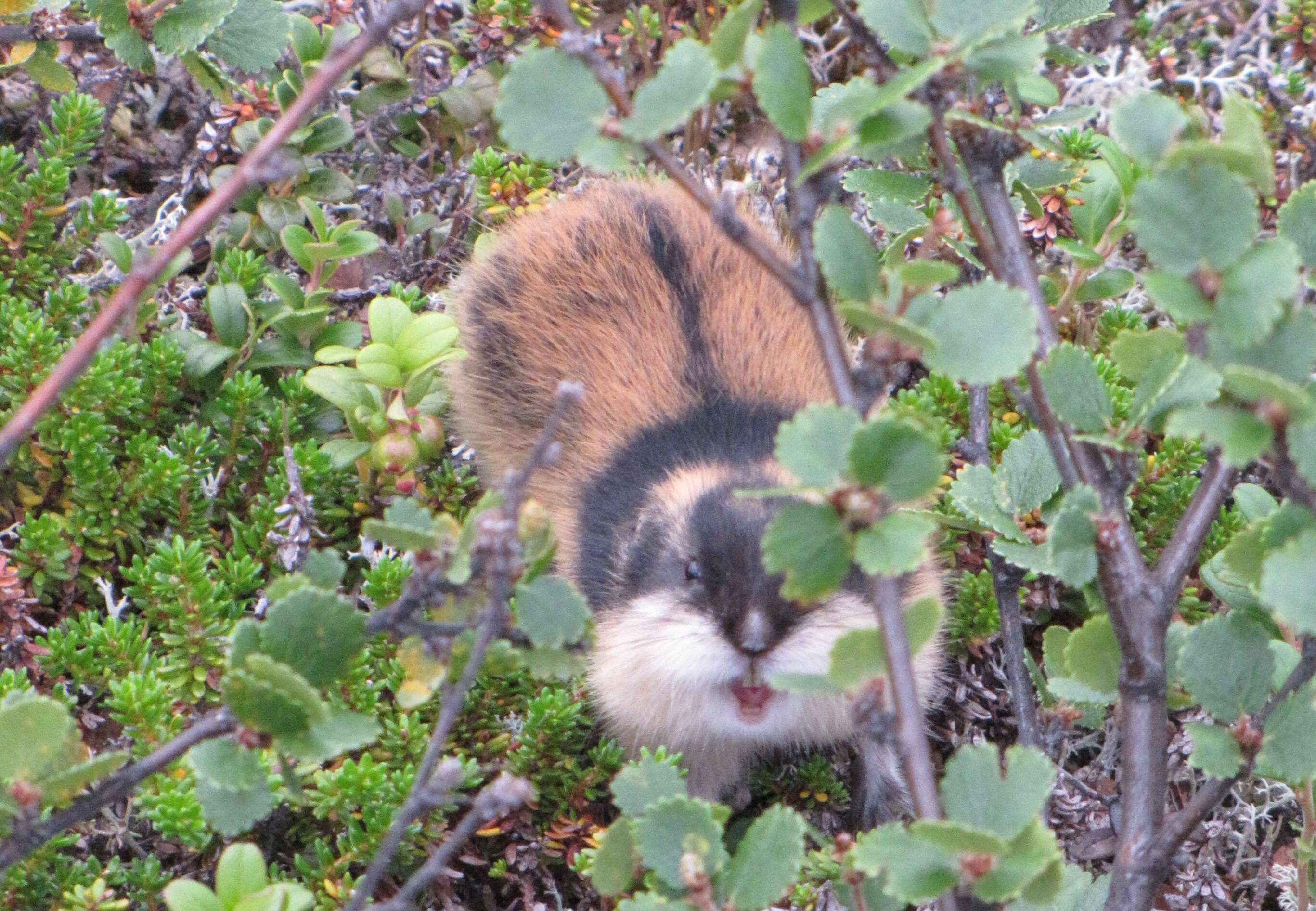 Image of Norway Lemming