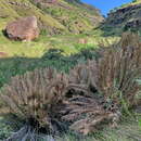 Image of Drakensberg Cycad