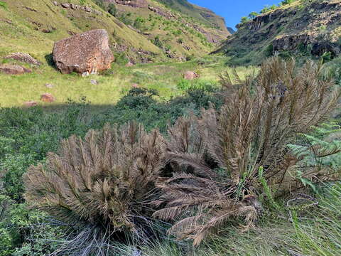 Image of Drakensberg Cycad