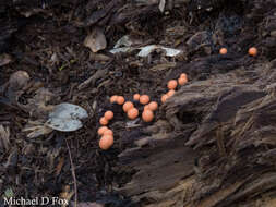 Image of Lycogala epidendrum