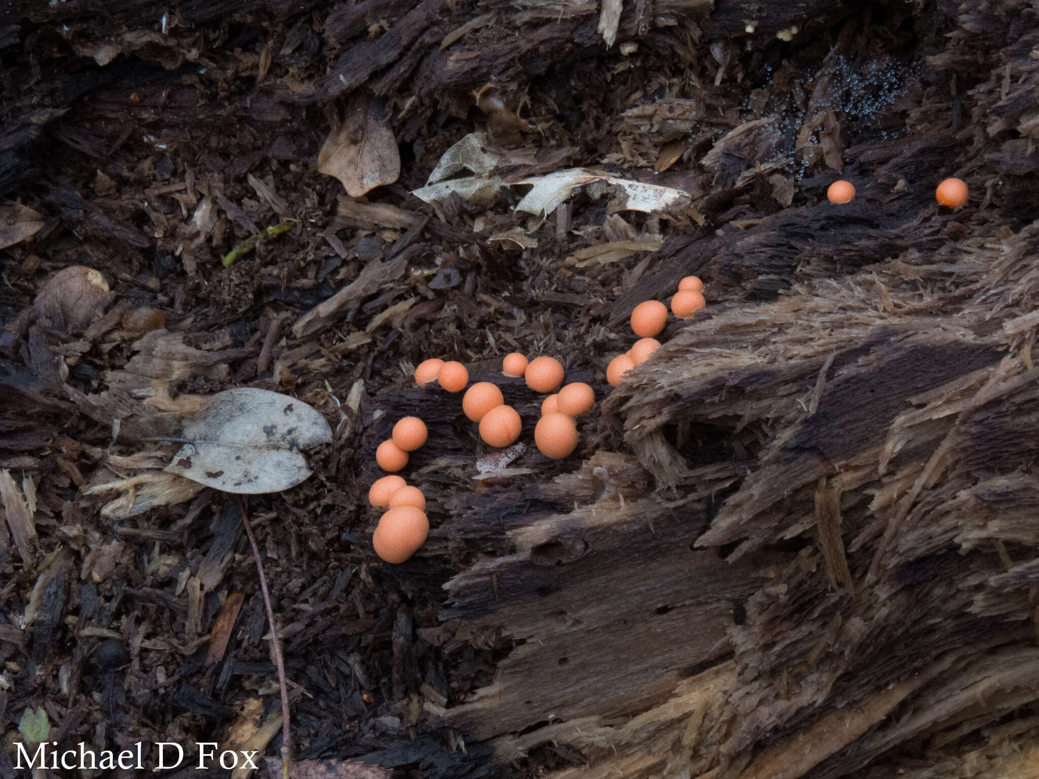 Image of Lycogala epidendrum