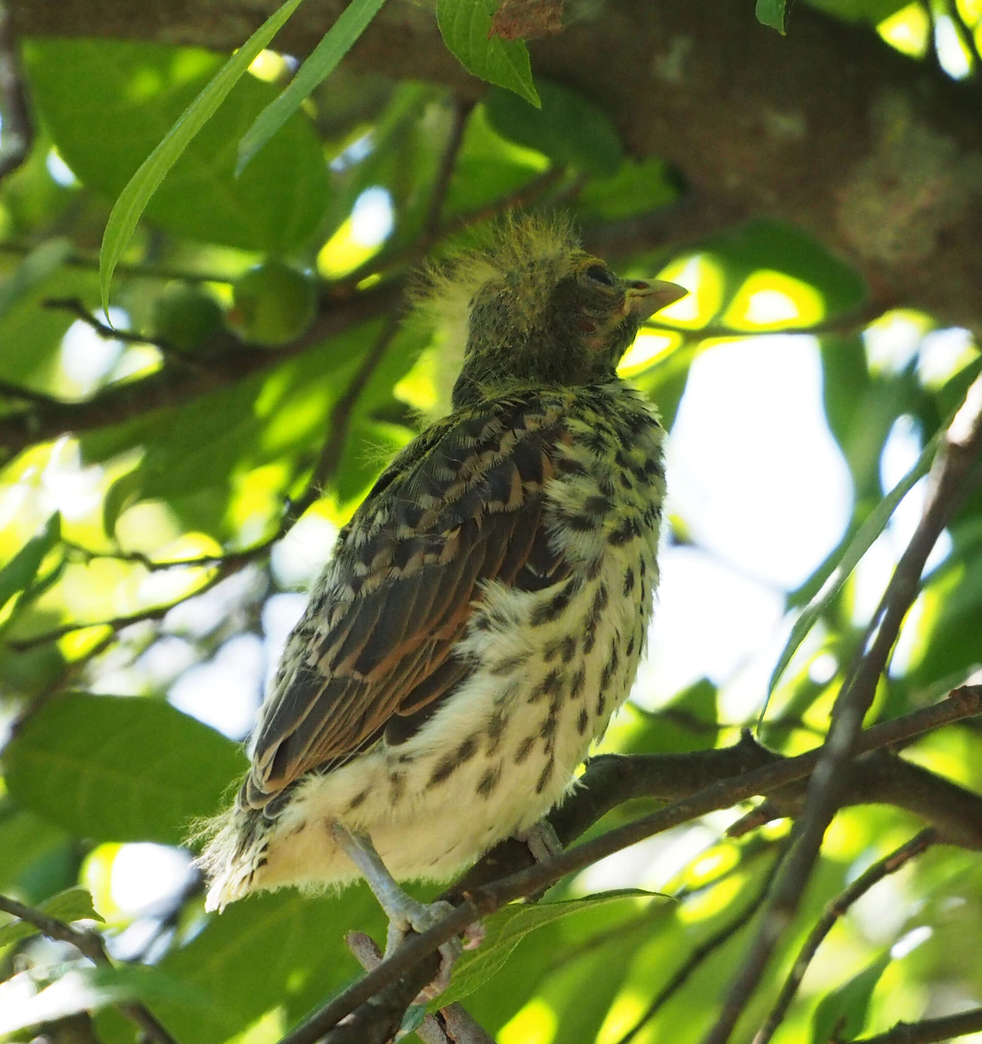 Image of Olive-backed Oriole