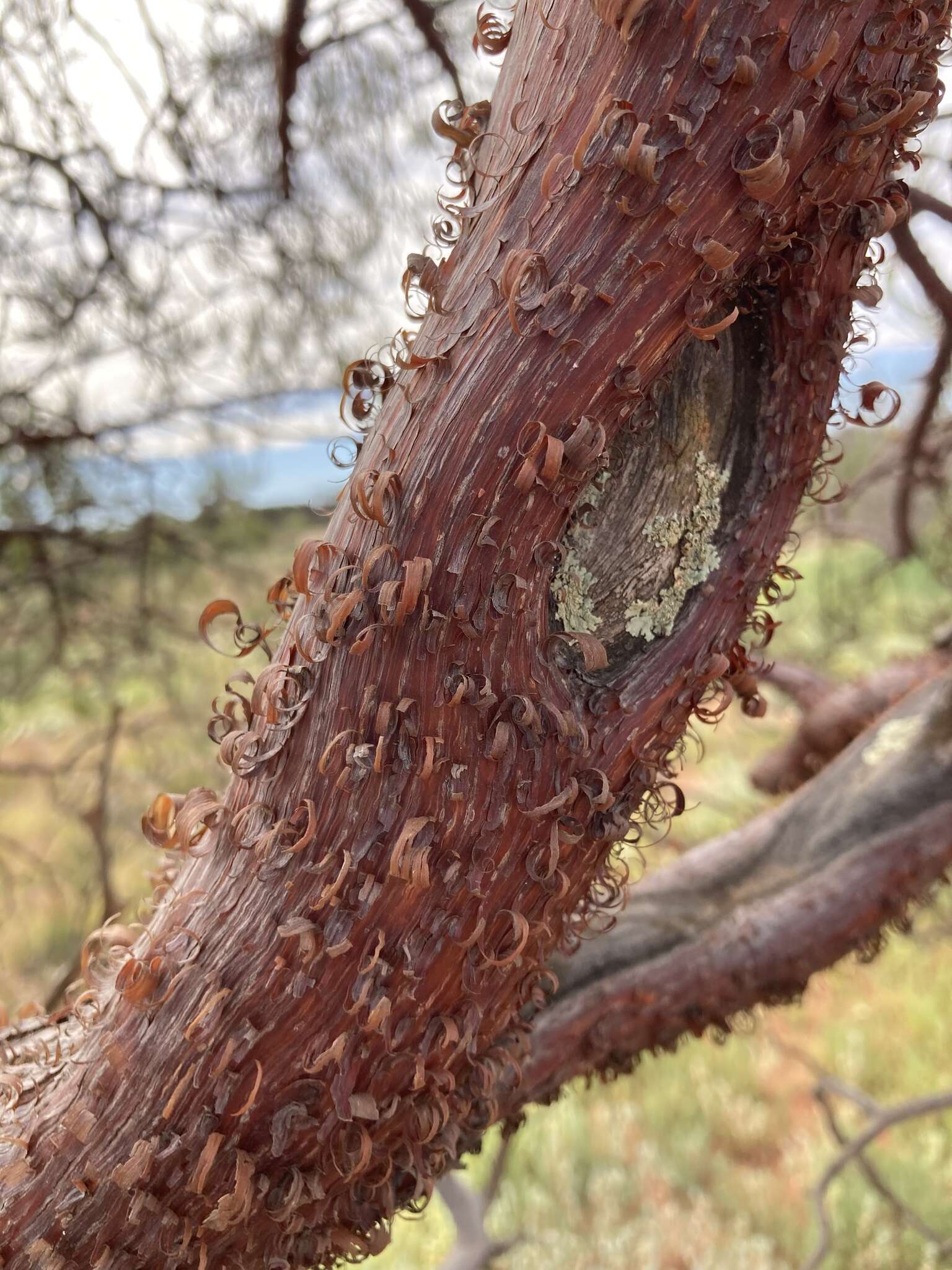 Plancia ëd Acacia grasbyi Maiden