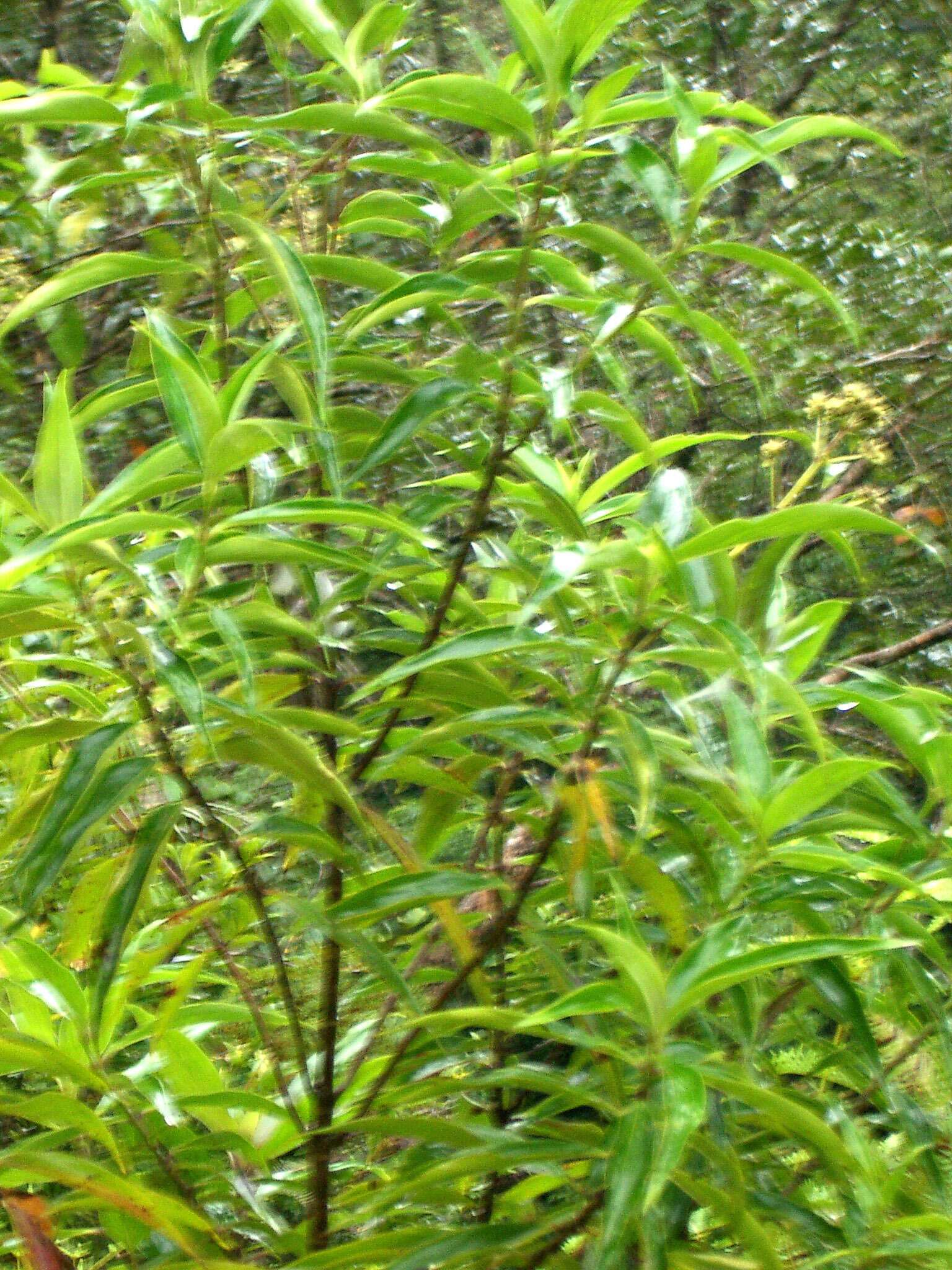 Image of Hedyotis fruticosa L.