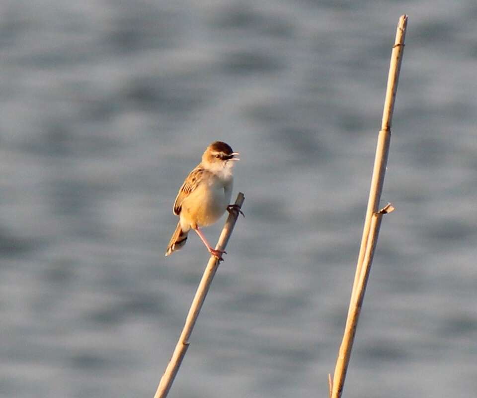 Image of Fan-tailed Cisticola