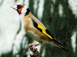 Image of European Goldfinch