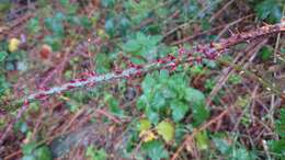 Image de Rubus carpetanus Vicente Orell. & A. Galín