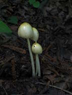 Image of Yellow Fieldcap