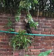 Image of Andean White-eared Opossum