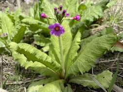 Primula japonica A. Gray resmi