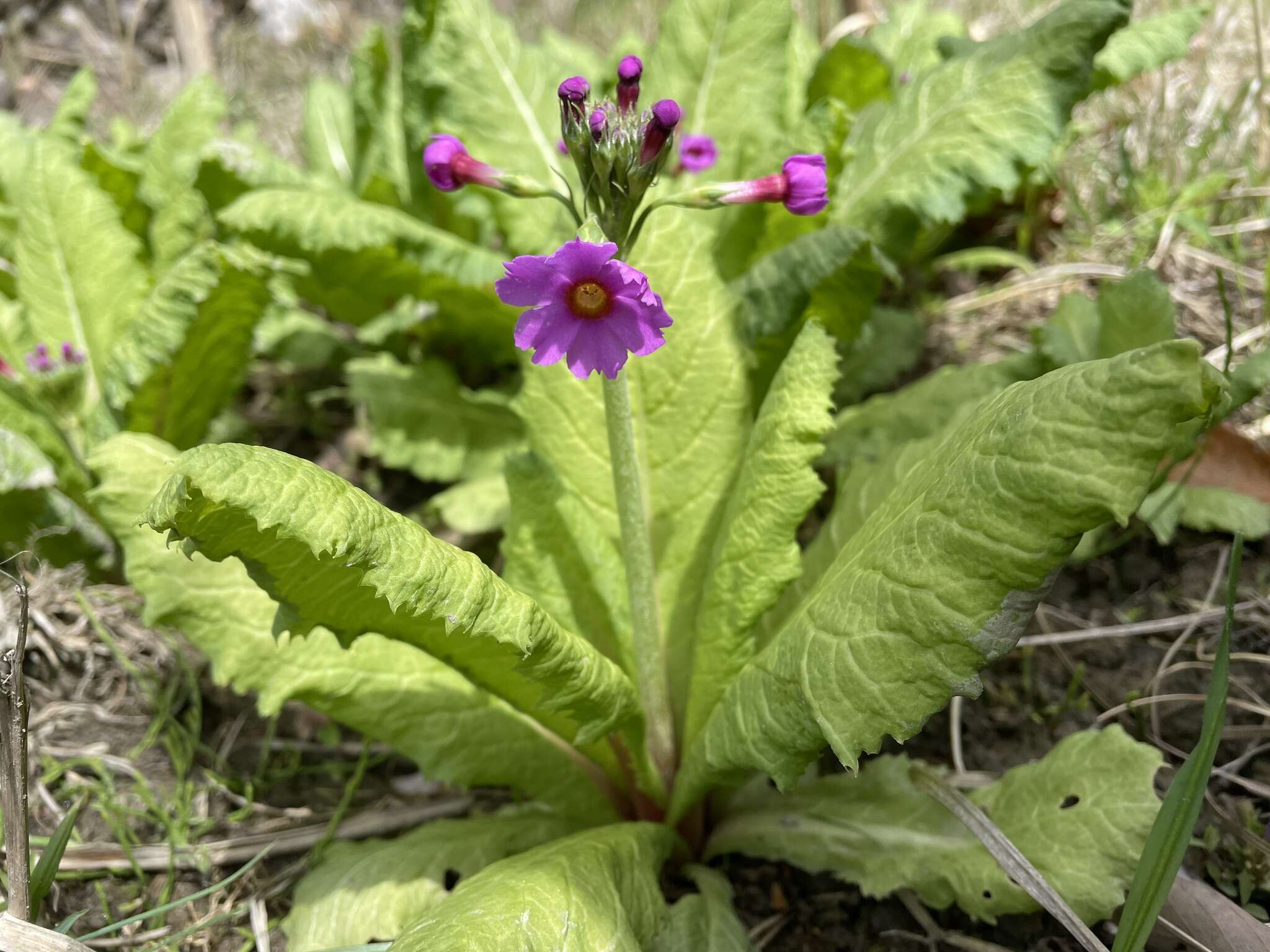 Plancia ëd Primula japonica A. Gray