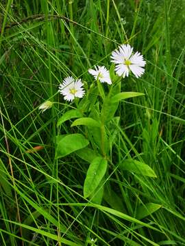 Image of Stellaria radians L.