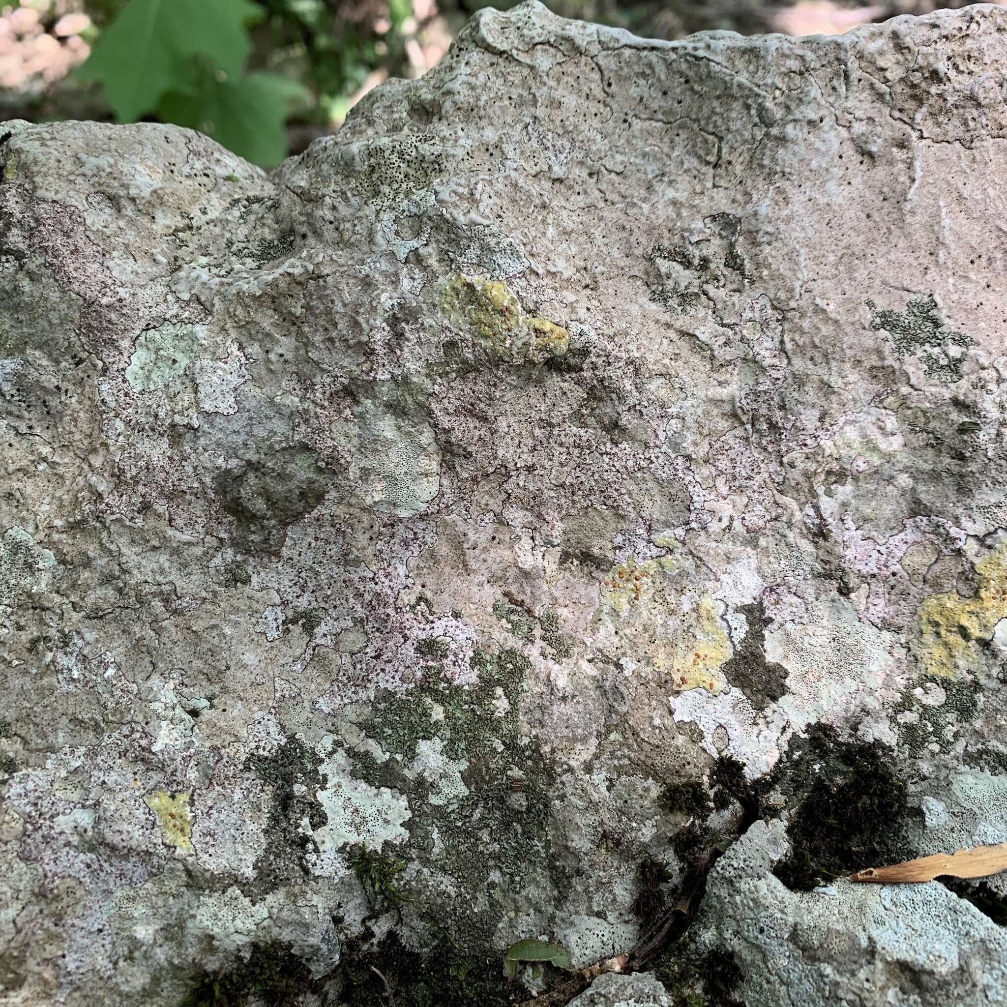 Image of wart lichen