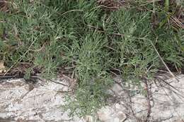 Image of Artemisia alba Turra