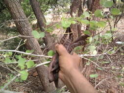 Imagem de Bauhinia racemosa Lam.