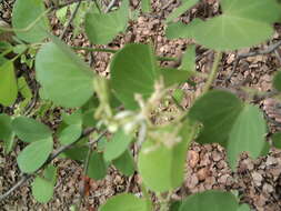 Imagem de Bauhinia racemosa Lam.