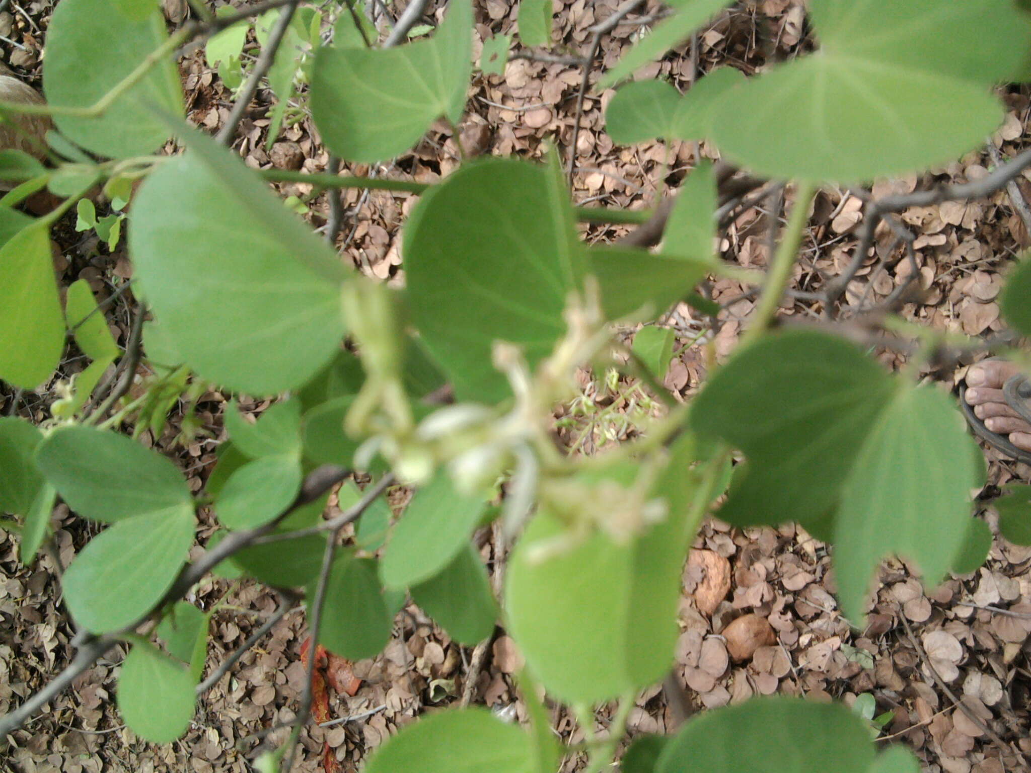 Imagem de Bauhinia racemosa Lam.