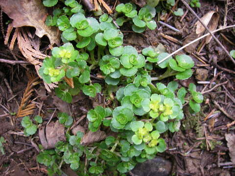 Plancia ëd Chrysosplenium oppositifolium L.