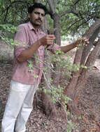 Imagem de Bauhinia racemosa Lam.