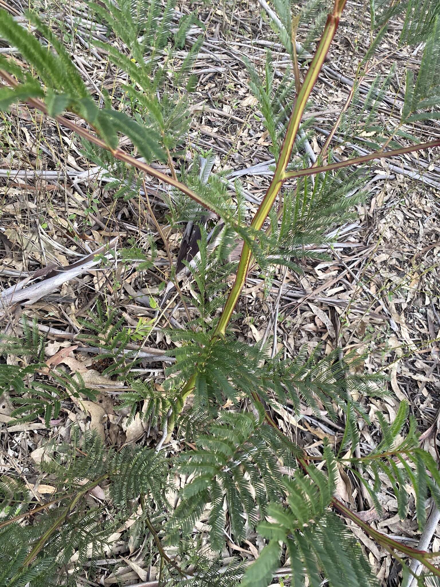 Acacia parramattensis Tindale的圖片