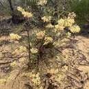 Image of Pimelea angustifolia R. Br.