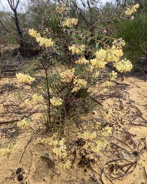 Image of Pimelea angustifolia R. Br.