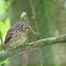 Image of White-chested Puffbird