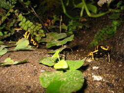 Image of Yellow-headed Poison Frog