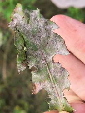 Podosphaera erigerontis-canadensis (Lév.) U. Braun & T. Z. Liu 2010的圖片