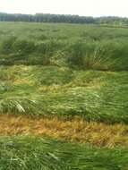 Image of Italian Rye Grass