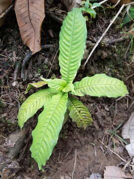 Image of Amphidasya longicalycina (Dwyer) C. M. Taylor