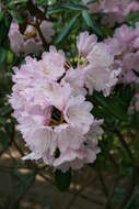 Imagem de Rhododendron degronianum Carr.