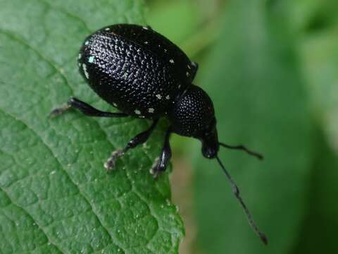 Otiorhynchus (Prilisvanus) gemmatus (Scopoli 1763) resmi