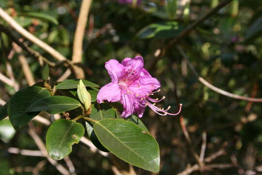 Image of Rhododendron concinnum Hemsl.