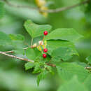 Слика од Prunus maximowiczii Rupr.