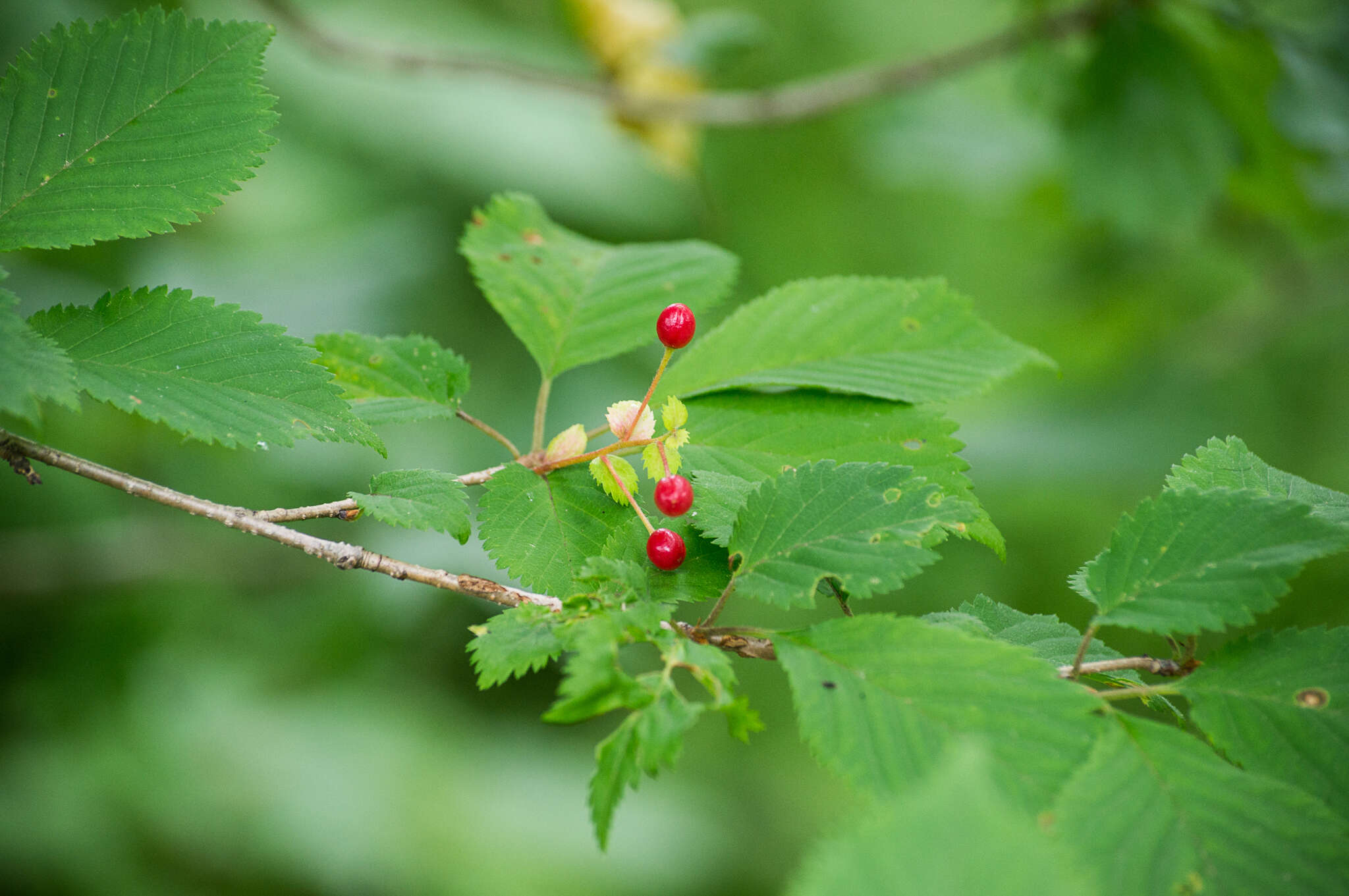 Prunus maximowiczii Rupr. resmi