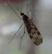 Image of wood gnats