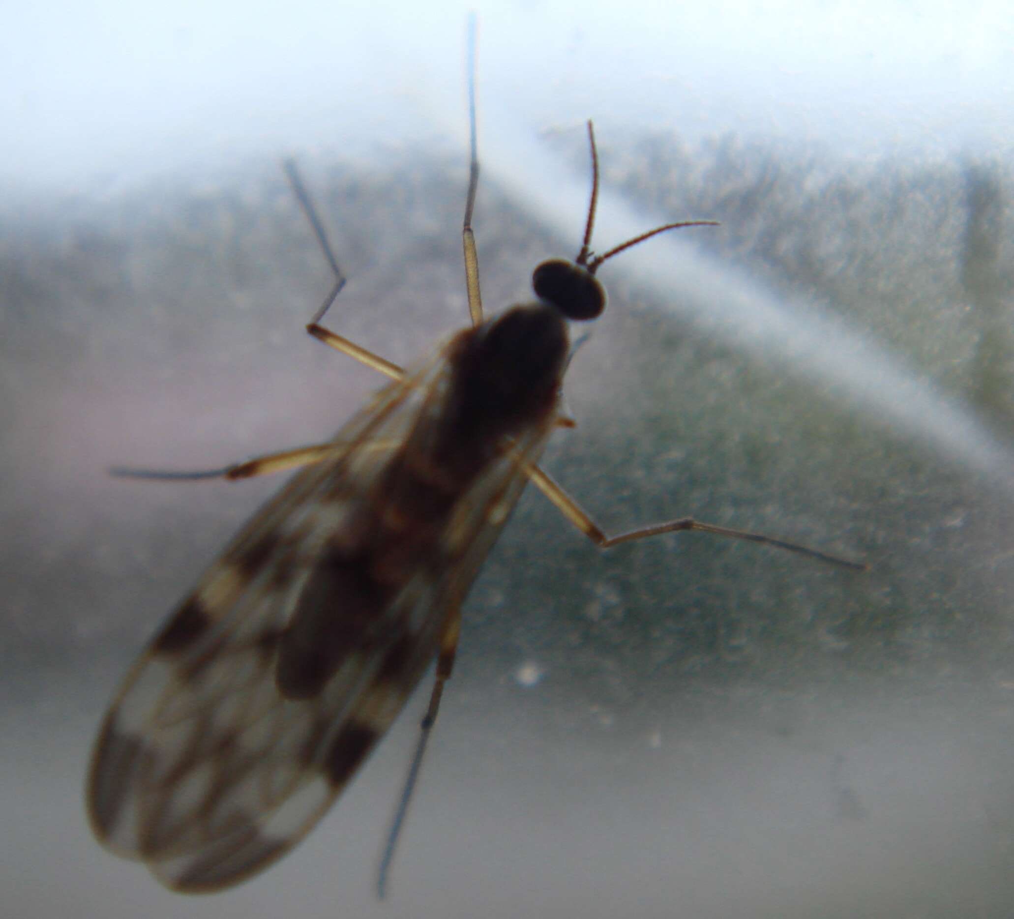 Image of wood gnats