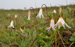 Image of Coast Range fawnlily