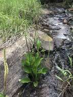 Image of Plantago longissima Decne.