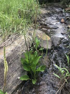 Image of Plantago longissima Decne.