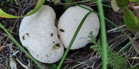 Image of Lycoperdina succincta (Linnaeus 1767)