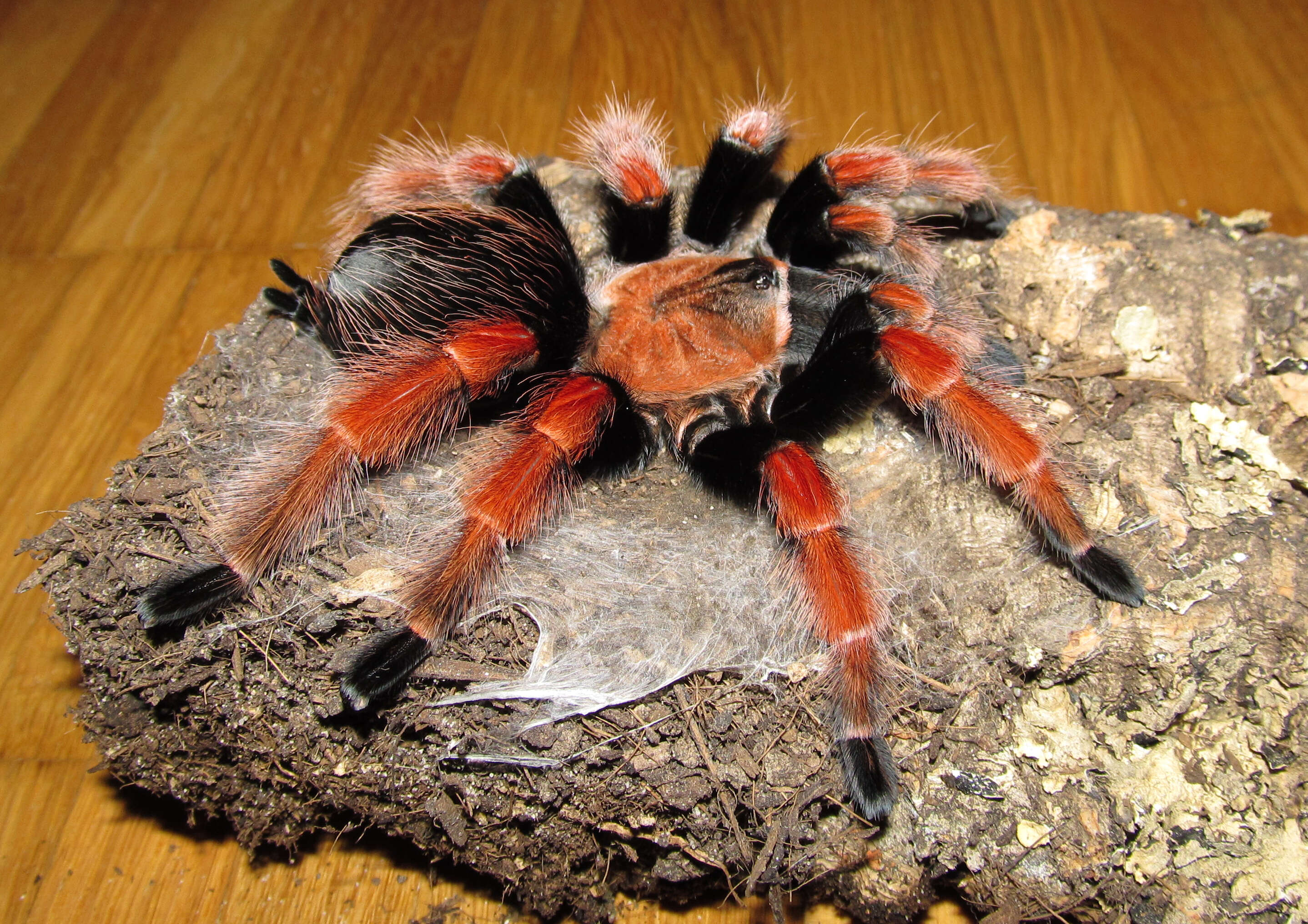 Image of Mexican Fireleg Tarantula