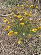 Image of Helenium amarum var. amarum